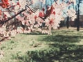 Vintage background of apple tree flowers bloom, floral blossom in spring Royalty Free Stock Photo
