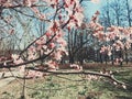 Vintage background of apple tree flowers bloom, floral blossom in spring Royalty Free Stock Photo