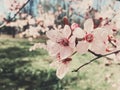 Vintage background of apple tree flowers bloom, floral blossom in spring Royalty Free Stock Photo