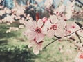 Vintage background of apple tree flowers bloom, floral blossom in spring Royalty Free Stock Photo