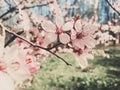 Vintage background of apple tree flowers bloom, floral blossom in spring Royalty Free Stock Photo