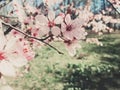 Vintage background of apple tree flowers bloom, floral blossom in spring Royalty Free Stock Photo