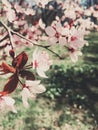 Vintage background of apple tree flowers bloom, floral blossom in spring Royalty Free Stock Photo