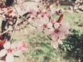 Vintage background of apple tree flowers bloom, floral blossom in spring Royalty Free Stock Photo