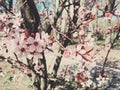 Vintage background of apple tree flowers bloom, floral blossom in spring Royalty Free Stock Photo