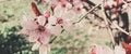 Vintage background of apple tree flowers bloom, floral blossom in spring Royalty Free Stock Photo