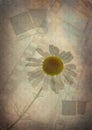 Vintage background with camomile 3 Royalty Free Stock Photo