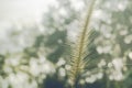 Vintage background of grass flower with bokeh light relax spring nature background Royalty Free Stock Photo