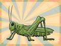 Vintage background with grasshopper Royalty Free Stock Photo