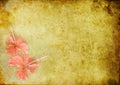 Vintage background with a hibiskus Royalty Free Stock Photo