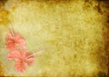 Vintage background with a hibiskus