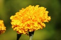 Yellow merigold flower plant,marigold Royalty Free Stock Photo