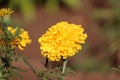 Yellow merigold flower plant Royalty Free Stock Photo