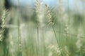 Whirling Whispers: Captivating Moments with Wild Grass