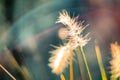 Natural Elegance: Vintage Sunset Scene with Wild Grasses