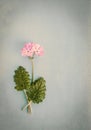 Vintage background with pink primrose Royalty Free Stock Photo