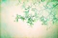 Vintage background with retro color tone of leaf branch tree Royalty Free Stock Photo