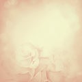 Vintage background with rose flowers Royalty Free Stock Photo