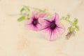 Vintage background with surfinia flowers