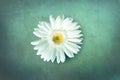 Vintage background with white Daisy. Botanical flower background, trendy mint color