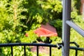 A vintage balcony door opens up to the lush green summer garden