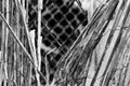 Vintage bamboo rattan close-up of a dilapidated retro worn fence held together with rusted wire, chain link fence in background, b Royalty Free Stock Photo