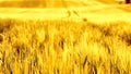 Vintage barley field
