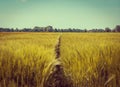 Vintage barley field. Barley grain is used for flour, barley bread, barley beer, some whiskeys, some vodkas, and animal Royalty Free Stock Photo