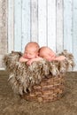 Vintage basket with twin babies Royalty Free Stock Photo