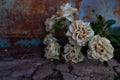 Vintage beautiful background-fading white roses against a background of rusty iron and cracked concrete