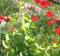 Beautiful red poppy in the sun Royalty Free Stock Photo