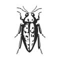 Vintage Beetle Illustration - Black And White Insect Art