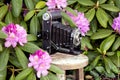Retro Bellows Camera in Rhododendron Bush