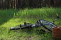 Vintage bicycle on the background of green coniferousforest