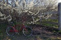 Vintage Bicycle with Beautiful Springtime Background Royalty Free Stock Photo