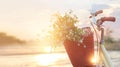 Vintage bicycle with flowers in the basket on summer sunset Royalty Free Stock Photo