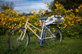 A vintage bicycle in the garden. Lots of yellow flowers in background. Royalty Free Stock Photo