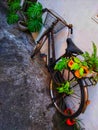 vintage bicycle with ornamental plants pillion