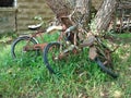 Vintage bicycles leaning against a tree weathered and forgotten in a grassy yard