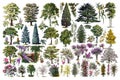 Vintage big collection of many different trees / Antique engraved illustration from from La Rousse XX Sciele