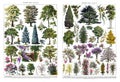 Vintage big collection of many different trees with text for education / Antique engraved illustration from from La Rousse XX Scie