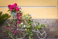 Vintage bike on which flowers grow Royalty Free Stock Photo