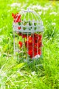 Vintage birdcage with spring blossom