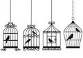 Vintage birdcages with birds Royalty Free Stock Photo