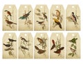 Vintage Birds on a Branch Gift Tags