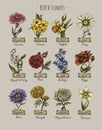 Vintage birth month flowers, Birth flowers, magic floral illustration
