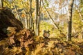 Vintage black alarm clock on autumn leaves. Time change abstract photo. Daylight saving time Royalty Free Stock Photo