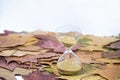 Vintage black alarm clock on autumn leaves. Time change abstract photo. Daylight saving time Royalty Free Stock Photo