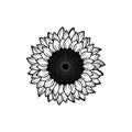 Vintage black and white blooming sunflower flowers concept on white background isolated. Wild summer exotic leaf wildflower vector Royalty Free Stock Photo