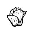 Vintage black and white blooming tulips concept on white background isolated Floral botanical flower. Wild spring leaf wildflower Royalty Free Stock Photo